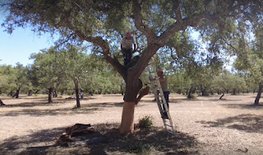 Documentary still, Herdade da Lavandinha.